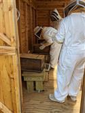Apiary_11(2)-58