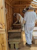 Apiary_12(2)-59