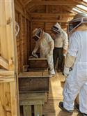 Apiary_13(2)-60