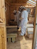 Apiary_14(2)-61