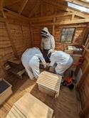 Apiary_17(2)-64