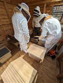 Apiary_18(2)-65