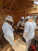 Apiary_21(2)-68