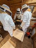 Apiary_22(2)-69