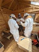 Apiary_23(2)-70