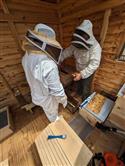 Apiary_24(2)-71