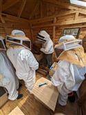 Apiary_26(2)-73