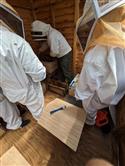 Apiary_27(2)-74