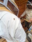Apiary_28(2)-75