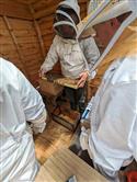 Apiary_29(2)-76