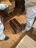 Apiary_31(2)-78