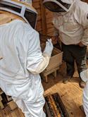Apiary_32(2)-79