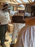 Apiary_33(2)-80