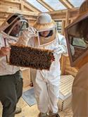 Apiary_34(2)-81