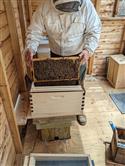 Apiary_35(2)-82