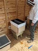 Apiary_37(2)-84