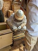 Apiary_38(2)-85