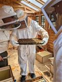Apiary_42(2)-87
