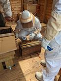 Apiary_43(2)-88