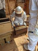 Apiary_44(2)-89