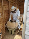Apiary_47(2)-92