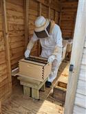Apiary_48(2)-93