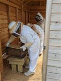 Apiary_9(2)-57
